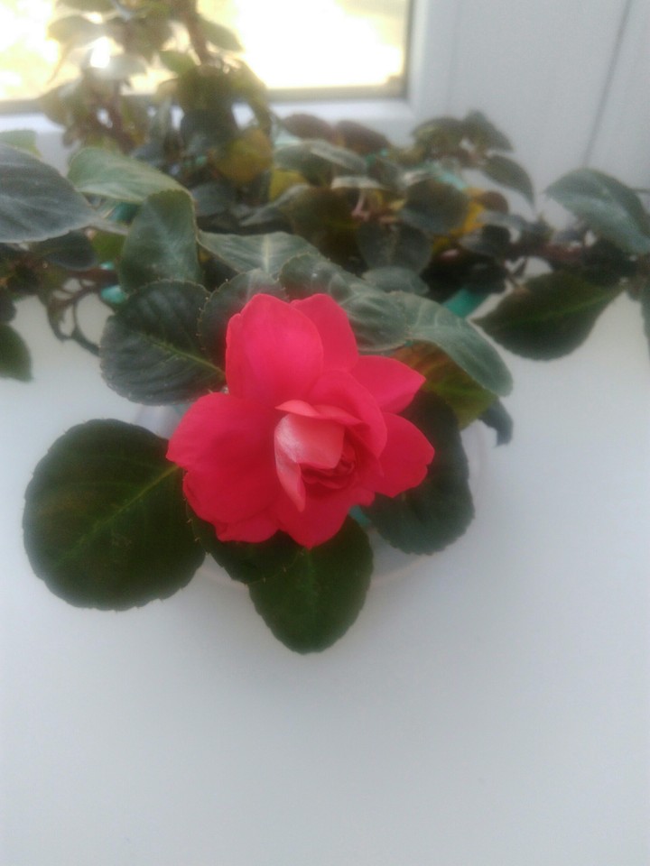 flower