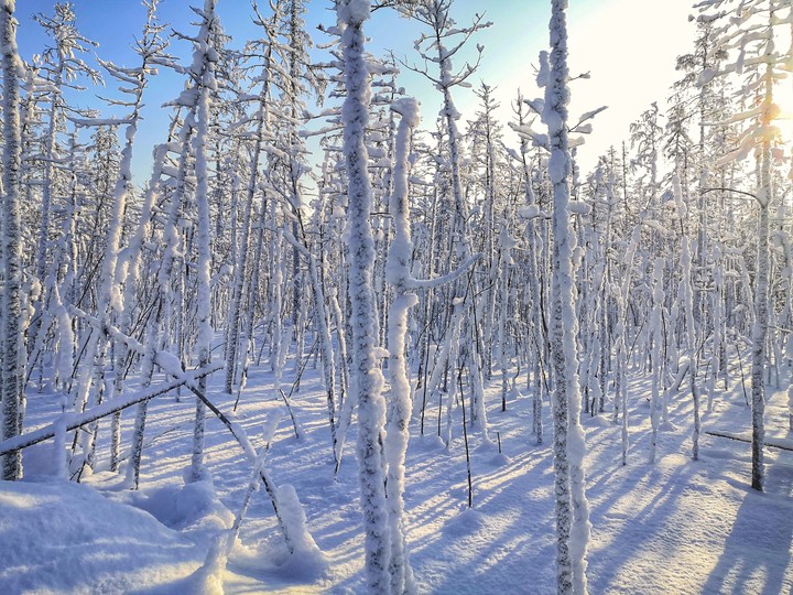 winter forest