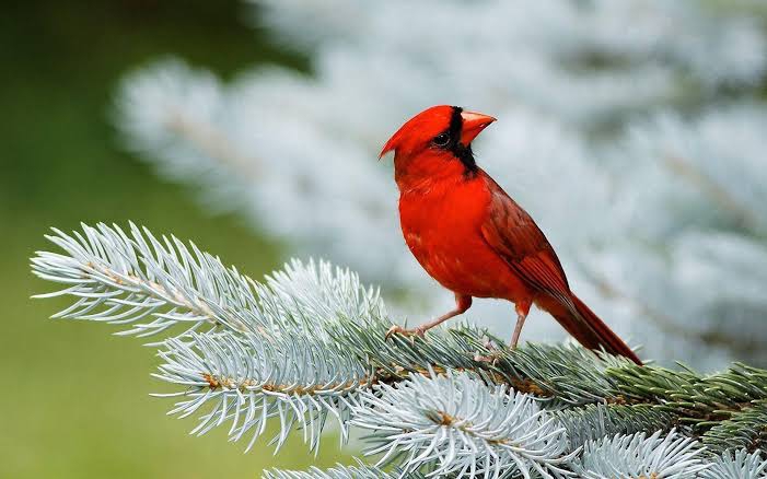 Beautiful Red