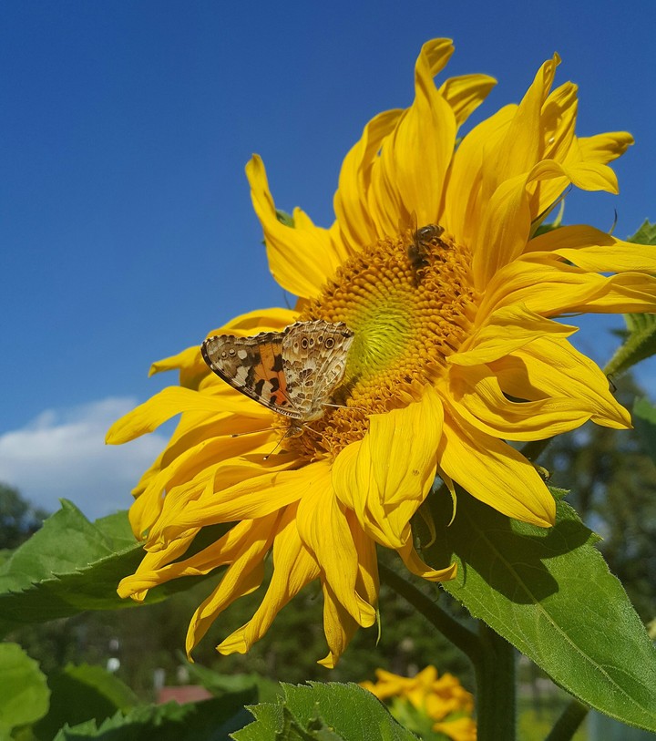 Butterfly on sunflower