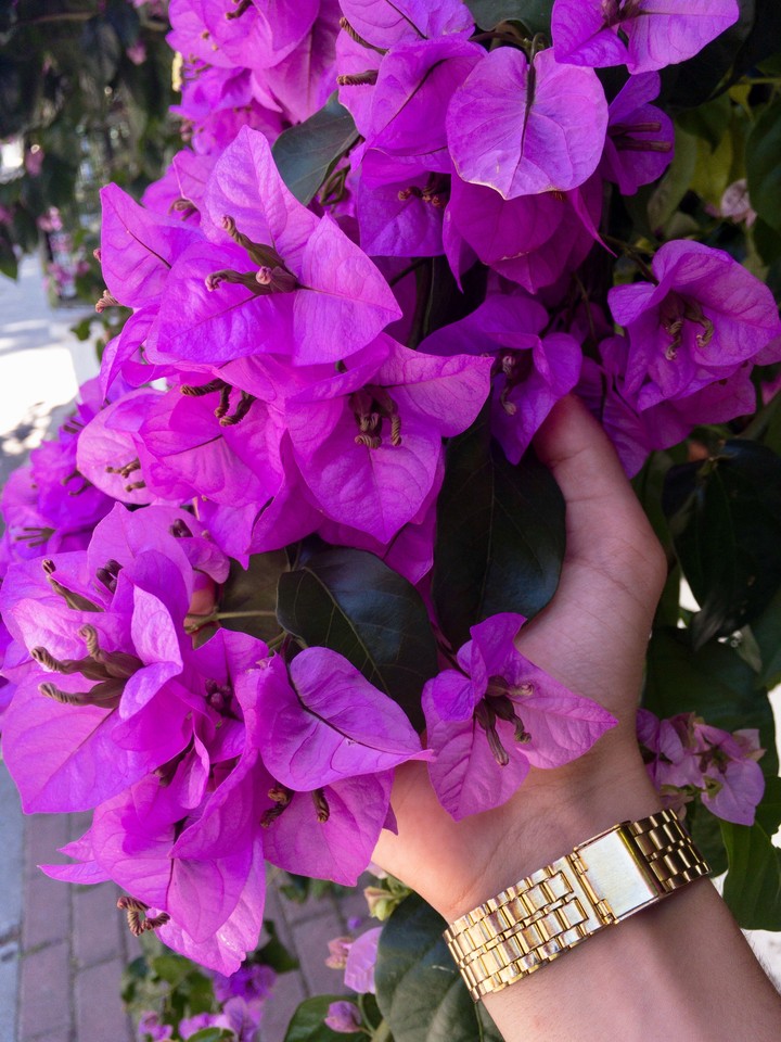flower