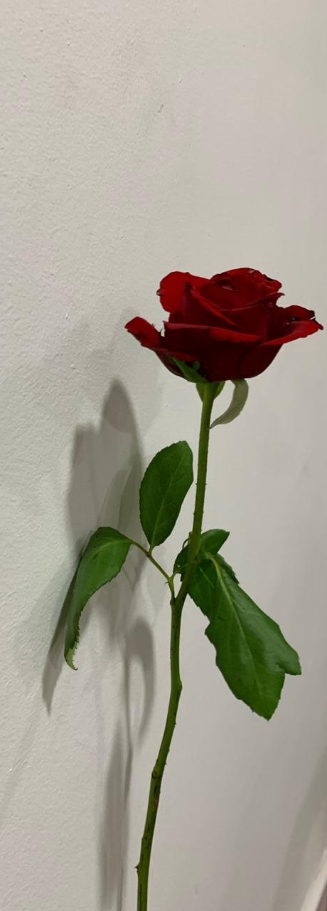 Roses are red