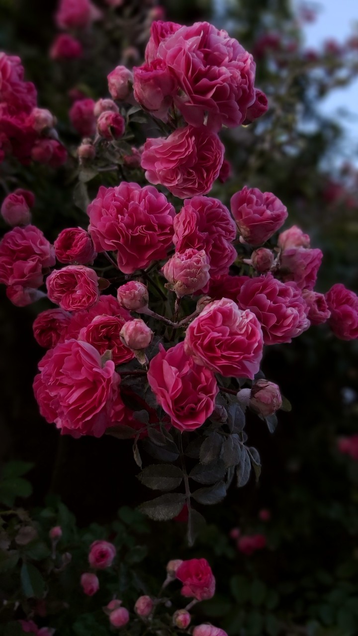 flowers