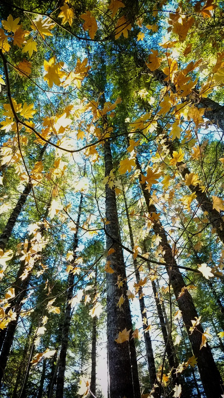 Autumn Forest