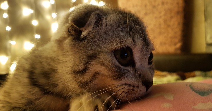 cat