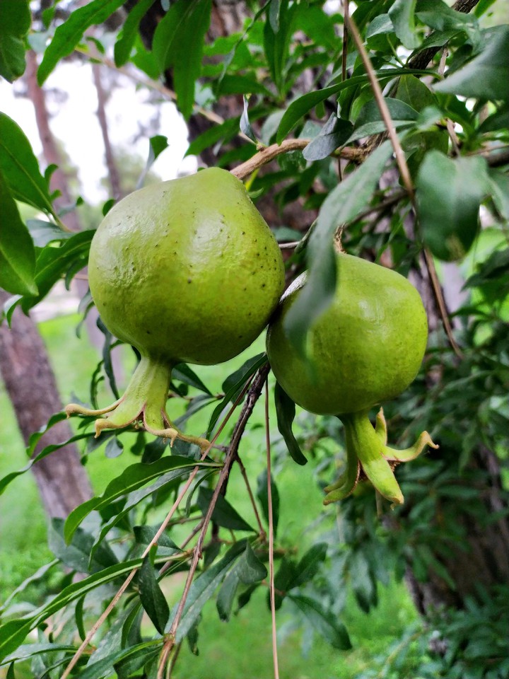 Green pomegranate