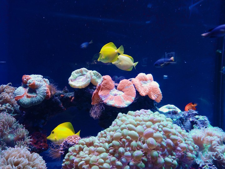 ocean fishes