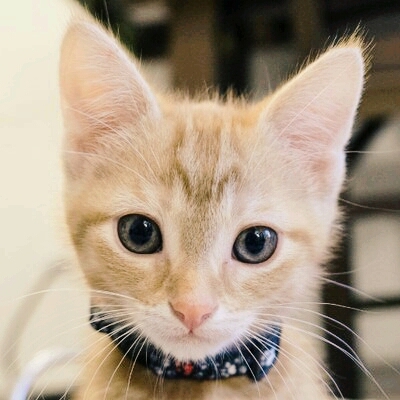 Adorable Kitten
