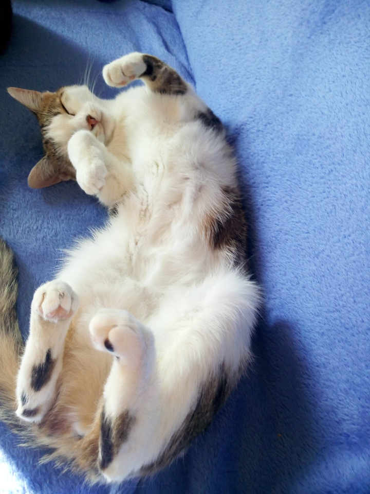 Sweet cat