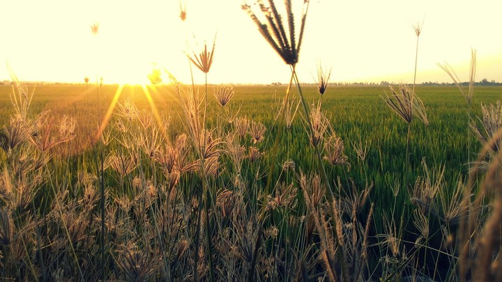 Dawn