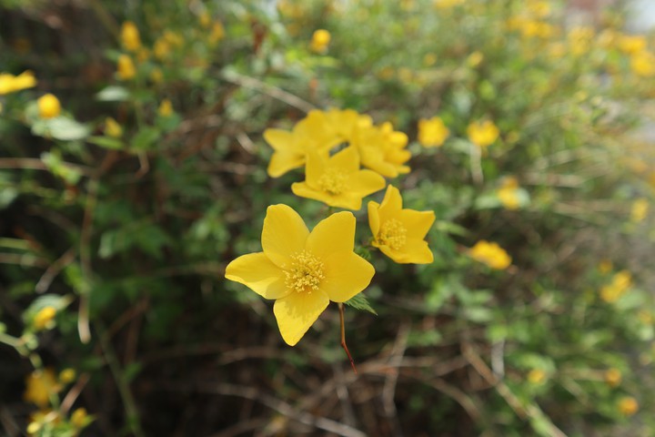 yellow
