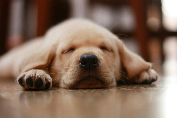 sleeping dog