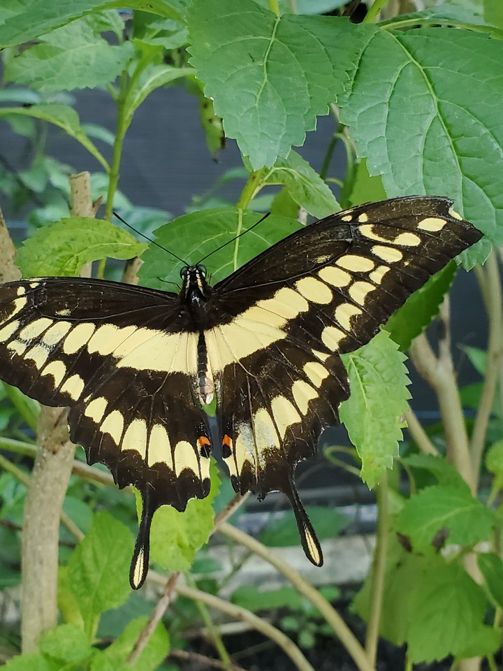 giant swallowtail butterfly