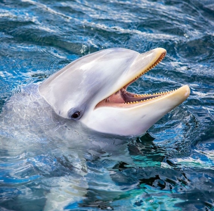 dolphin