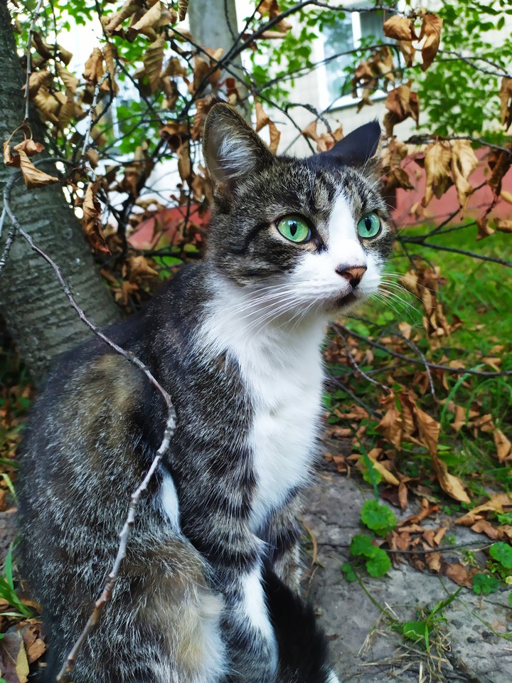 кот