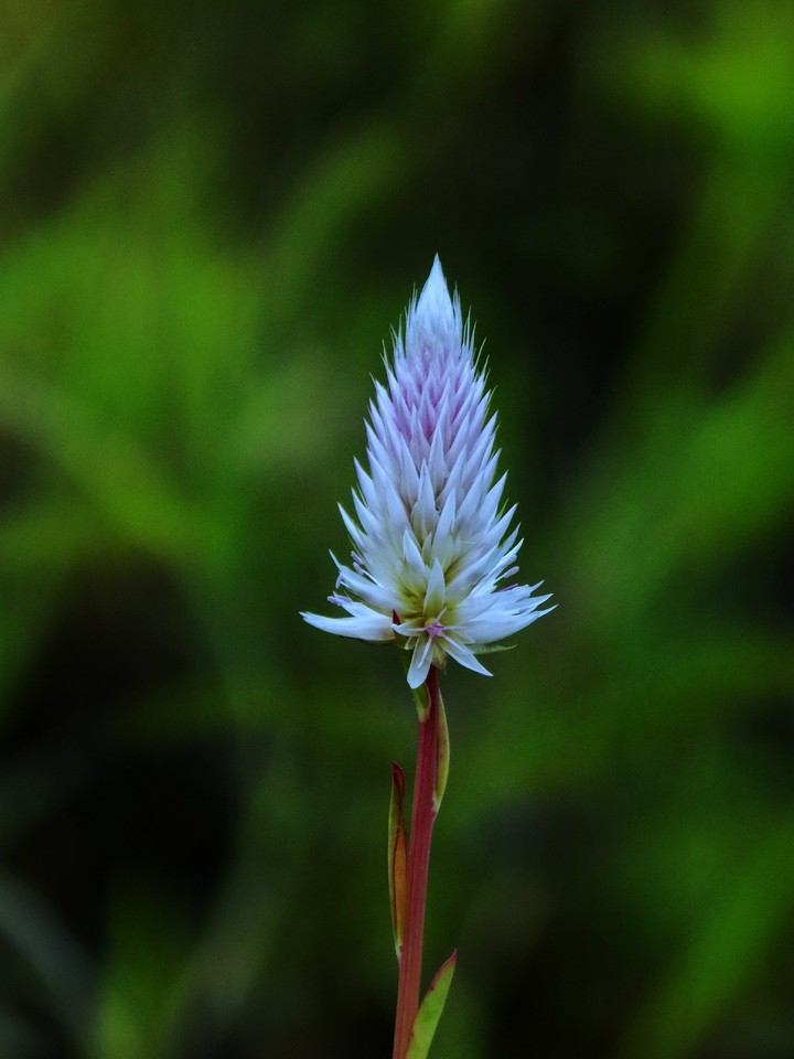 nature photography