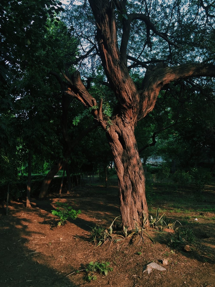 old tree