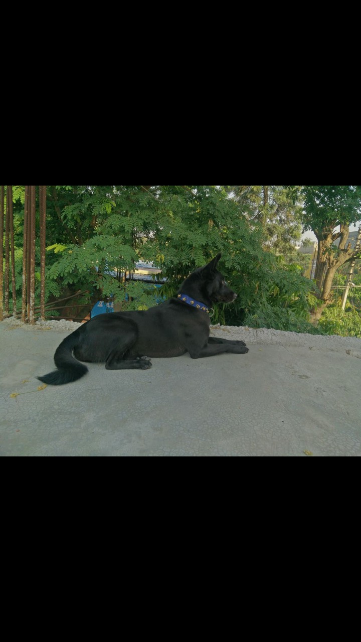 dog