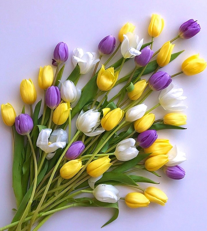 tulip