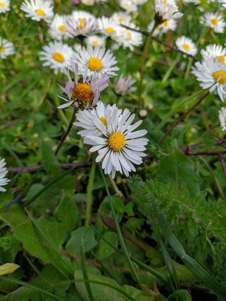 Daisy