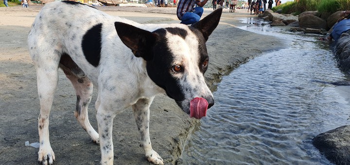 Doggy Doggy