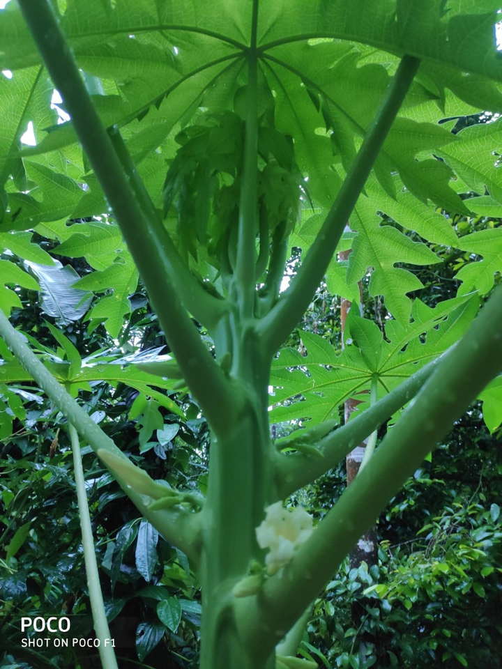 papaya leaf
