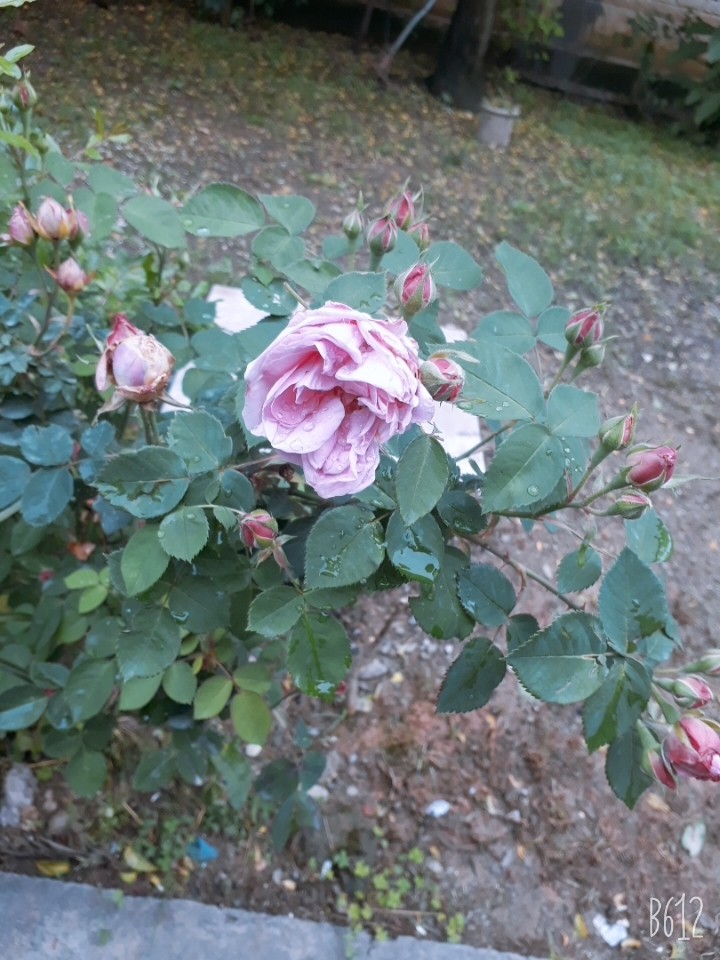 pink rose