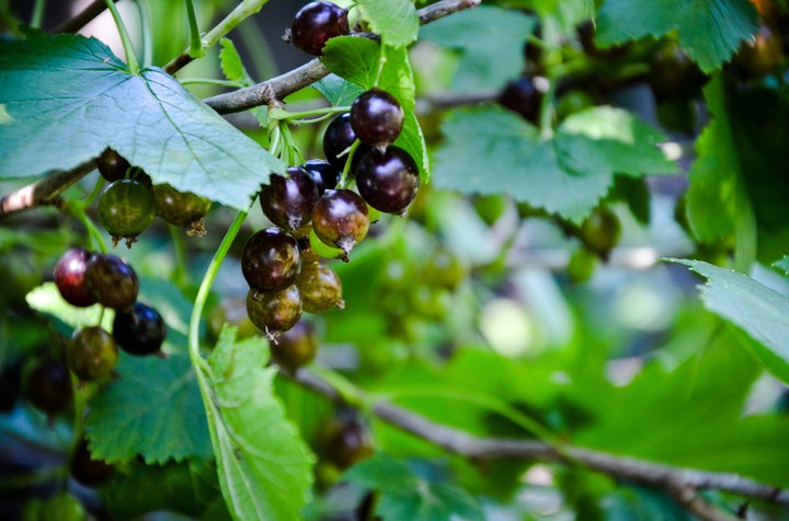 Blackcurrant