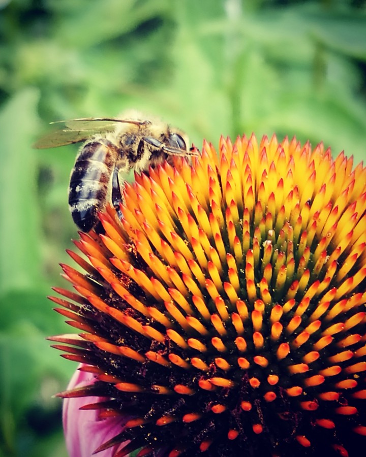 bee  silviu.necula