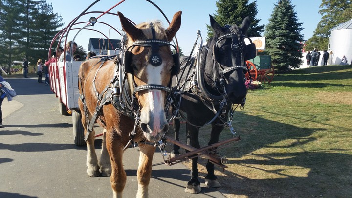 Horse and wagon