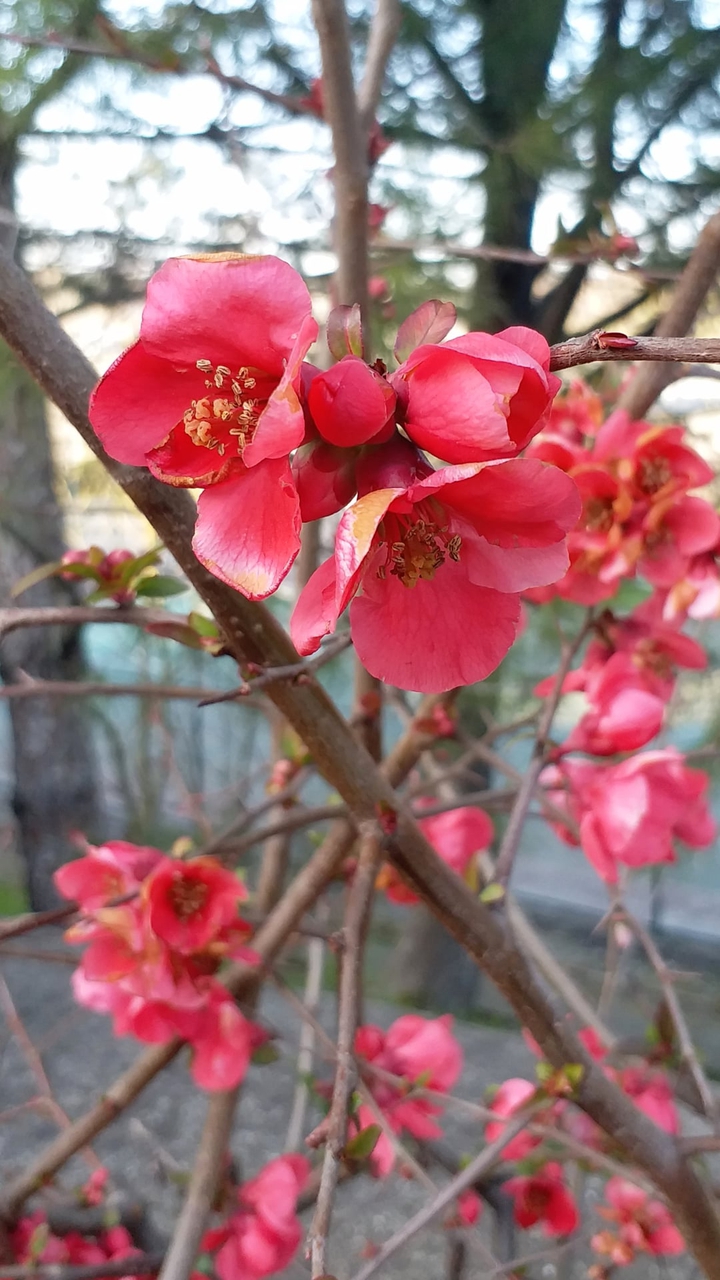 march flowers...