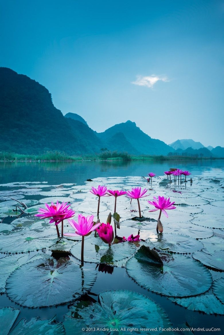 pond