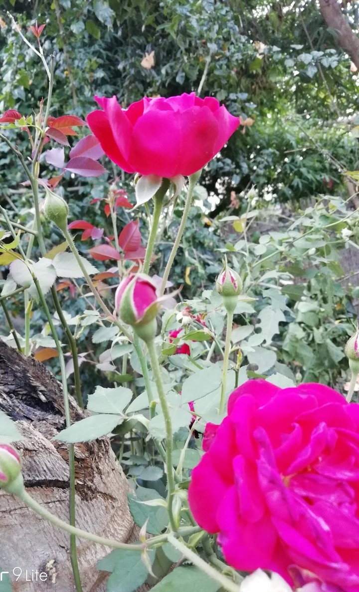 xingrose