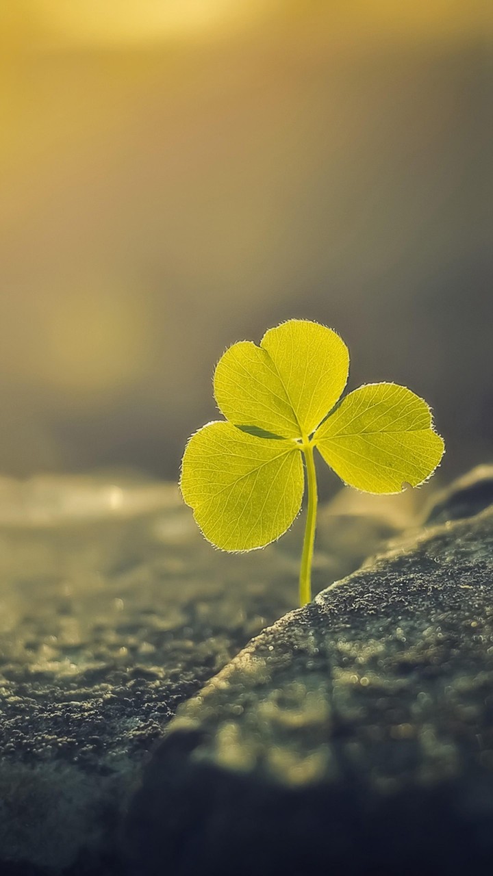 plante