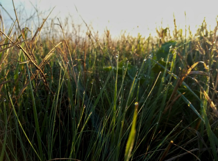 The dew