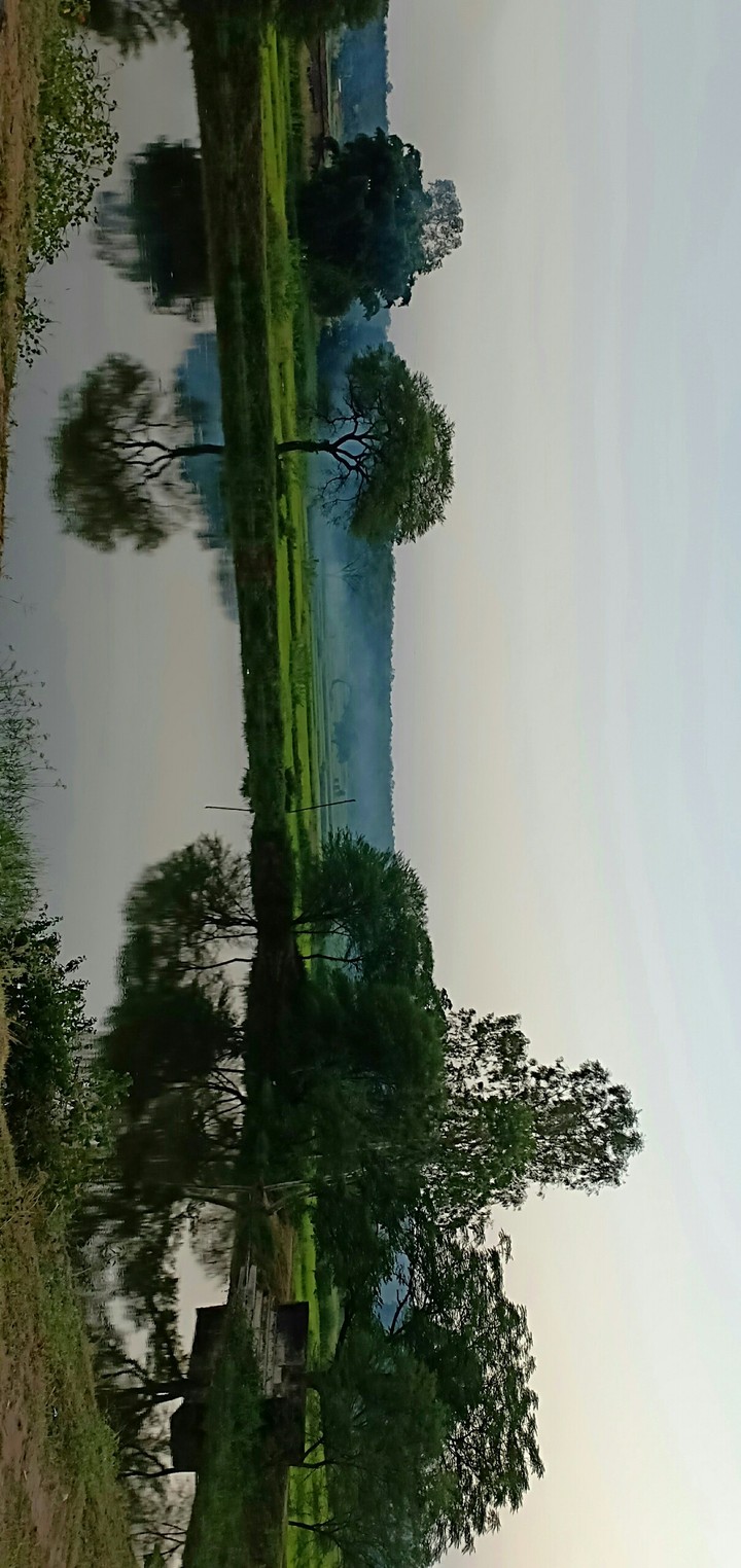 waaao