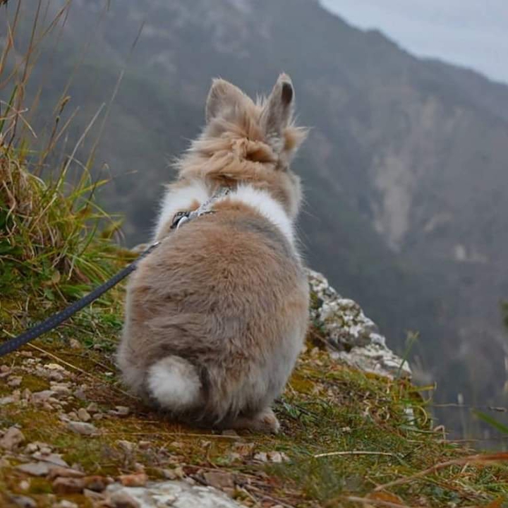RABBIT