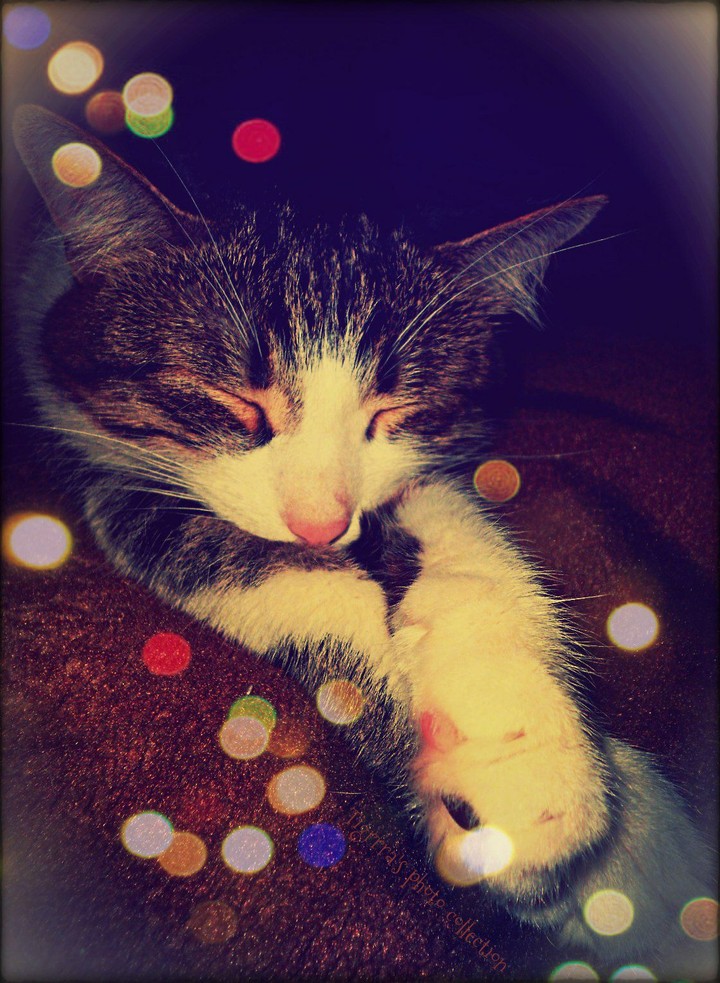 kitty