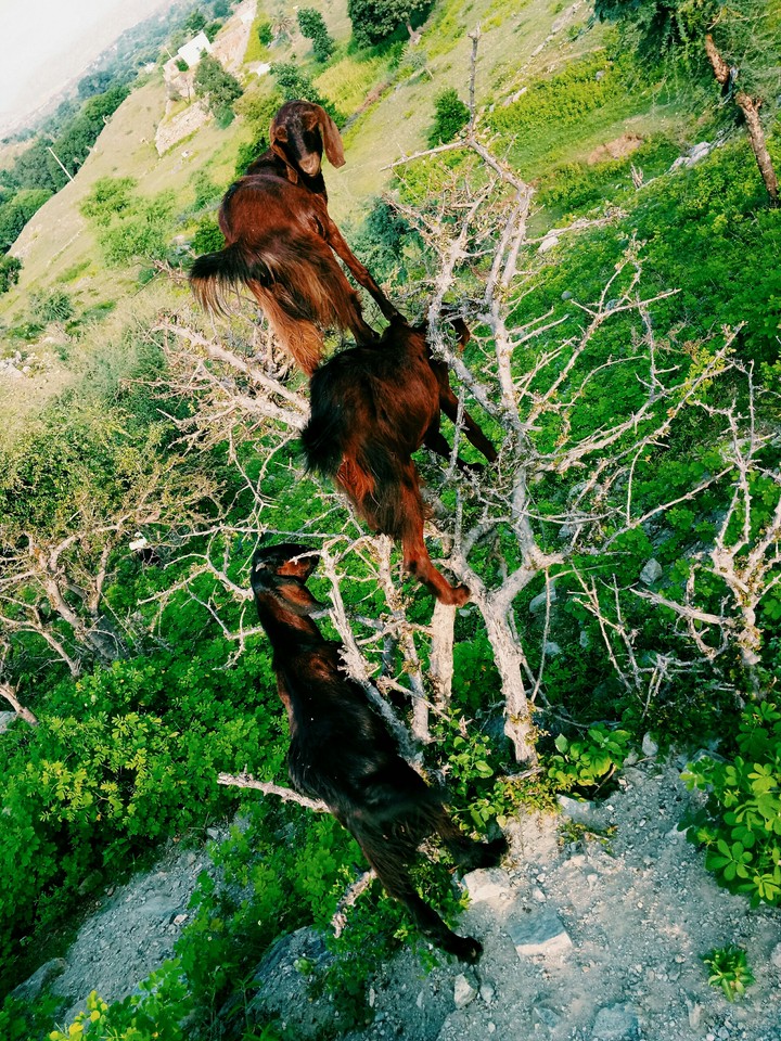 Animals