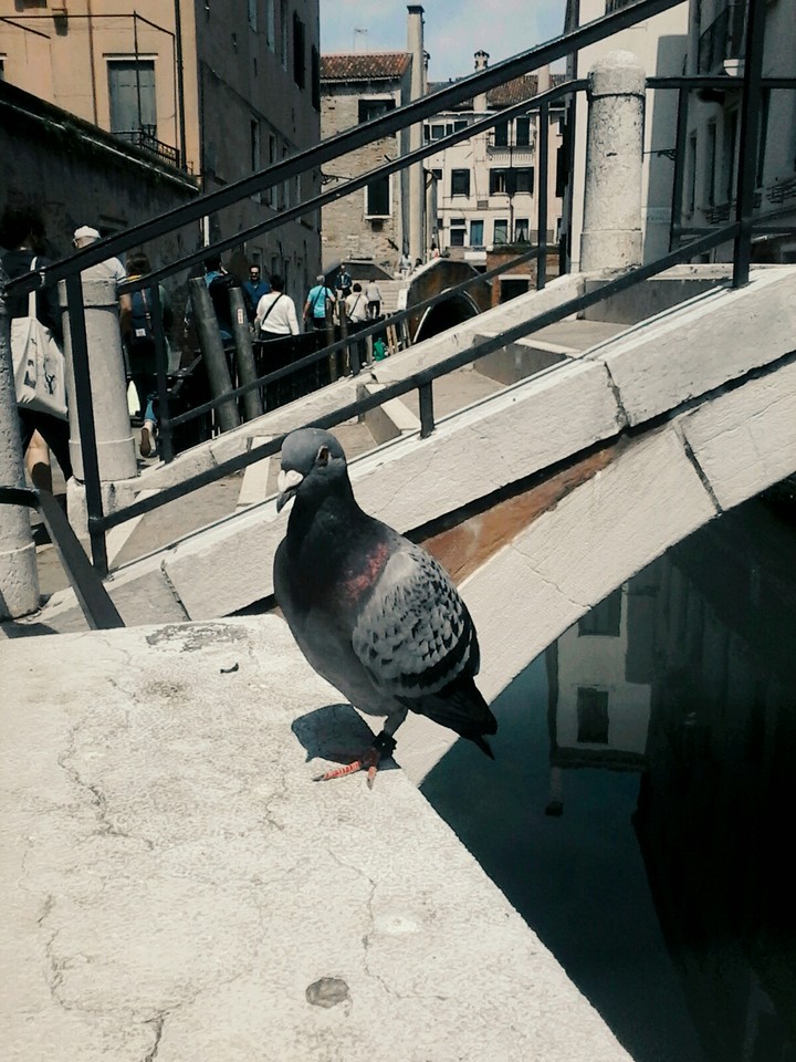 piccioni di Venezia