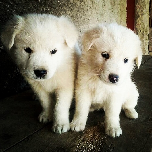 My sweet love