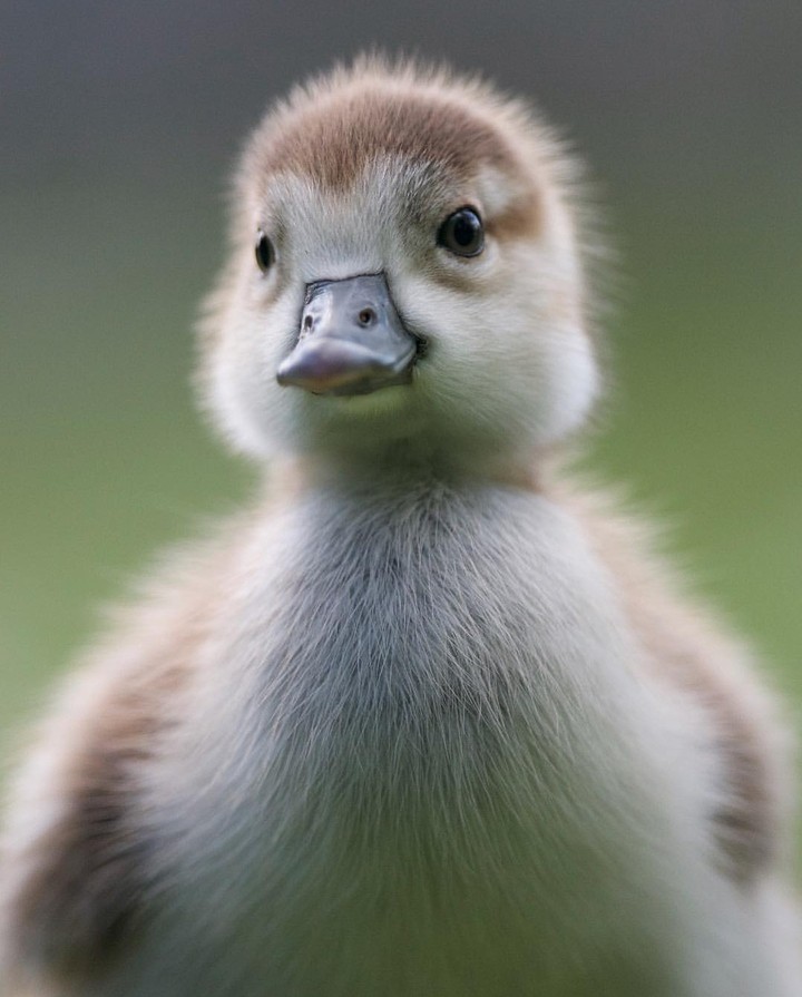 cute