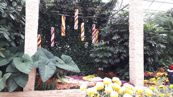 garden flowers