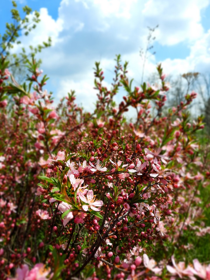 pink bush