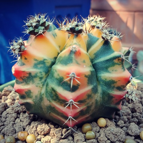 Cactus