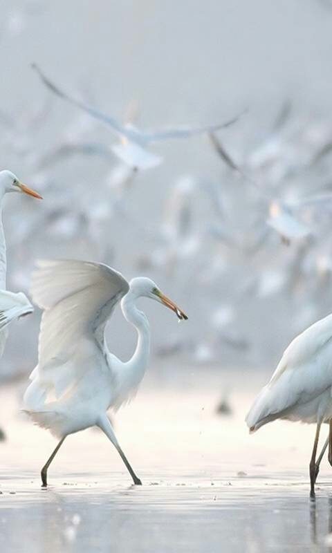 Bird 3 .