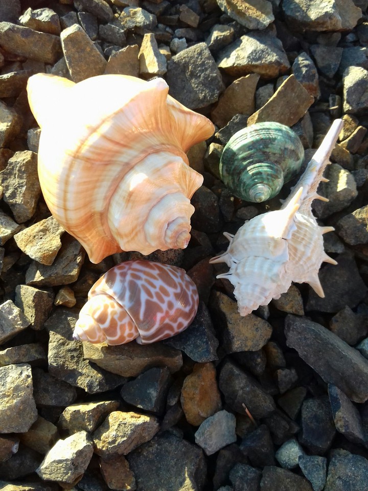 shells