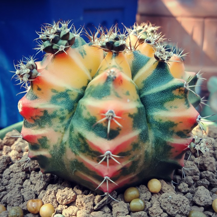 Cactus