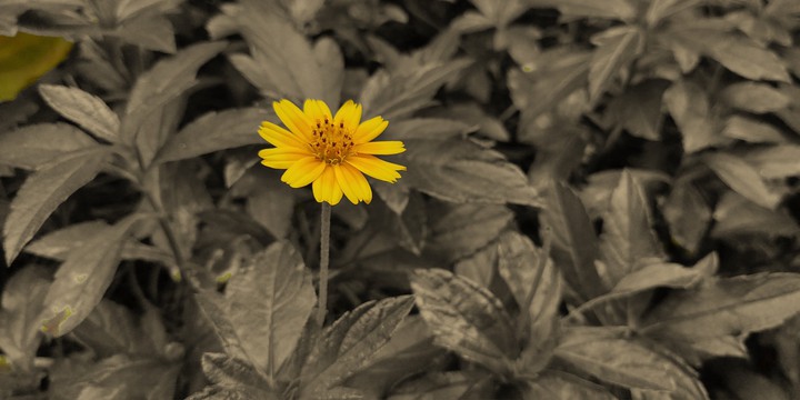 flower