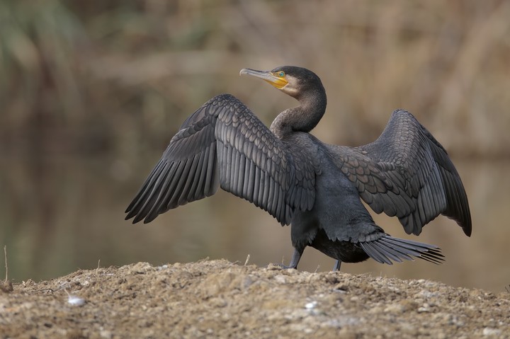 bird